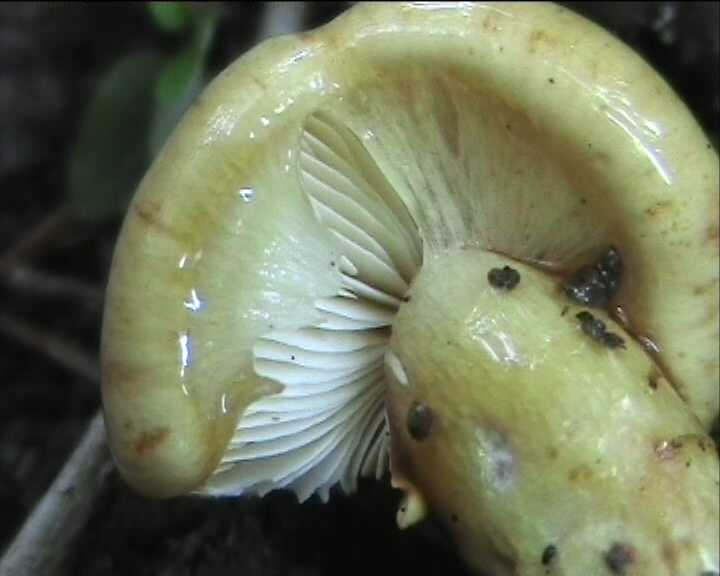 Winkel ( FRA ) 28.08.2004   2 Serie